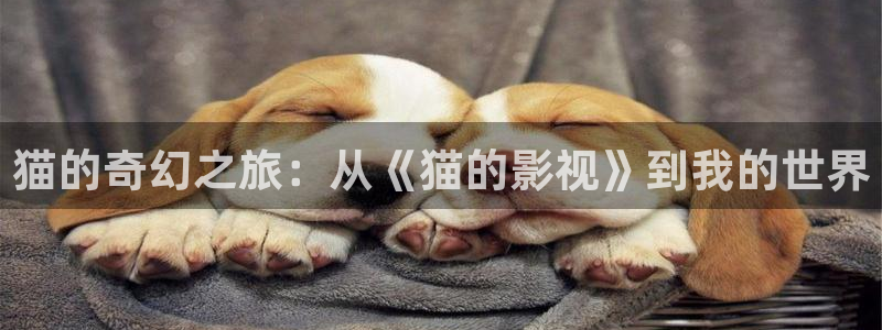 花儿与少年第五季金牌影院：猫的奇幻之旅：从《猫的影视》到我的世界